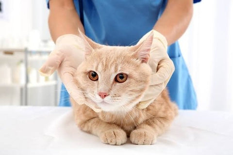 Essential vet check-ups for munchkin cats: why regular visits matter