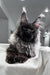 Fluffy black Maine Coon cat with ear tufts lounging proudly for Your Maine Coon Kitten