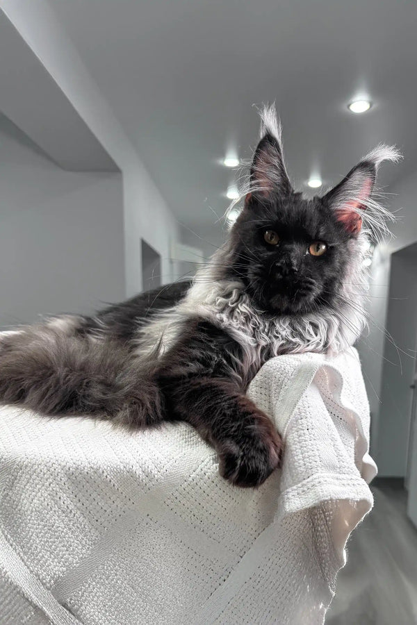 Fluffy black Maine Coon cat relaxing on soft white fabric for Your Maine Coon Kitten