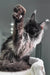 Long-haired black cat stretching its paw in Your Maine Coon Kitten product image