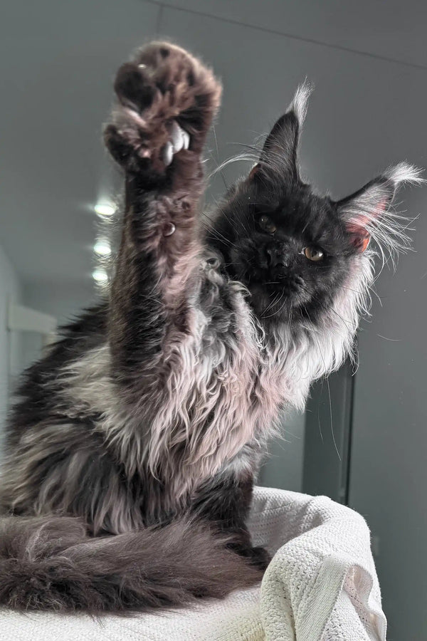 Long-haired black cat stretching its paw in Your Maine Coon Kitten product image