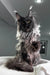 Majestic Maine Coon kitten with smoky gray fur and cool ear tufts for sale