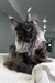 Majestic black Maine Coon cat with long fur and ear tufts for Your Maine Coon Kitten