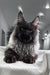 Majestic black Maine Coon kitten with fluffy fur and cute ear tufts in Your Maine Coon Kitten