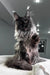 Majestic black Maine Coon kitten with green eyes and fluffy fur in Your Maine Coon Kitten