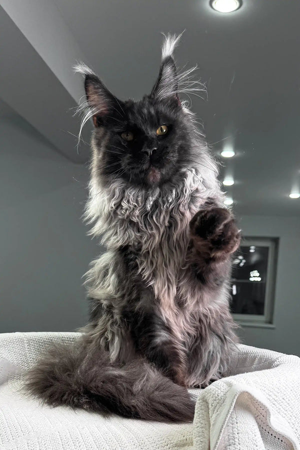 Majestic black Maine Coon kitten with green eyes and fluffy fur in Your Maine Coon Kitten