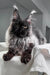 Majestic black Maine Coon kitten with ear tufts and fluffy fur for Your Maine Coon Kitten