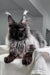 Majestic black Maine Coon cat with ear tufts lounging on soft white fabric