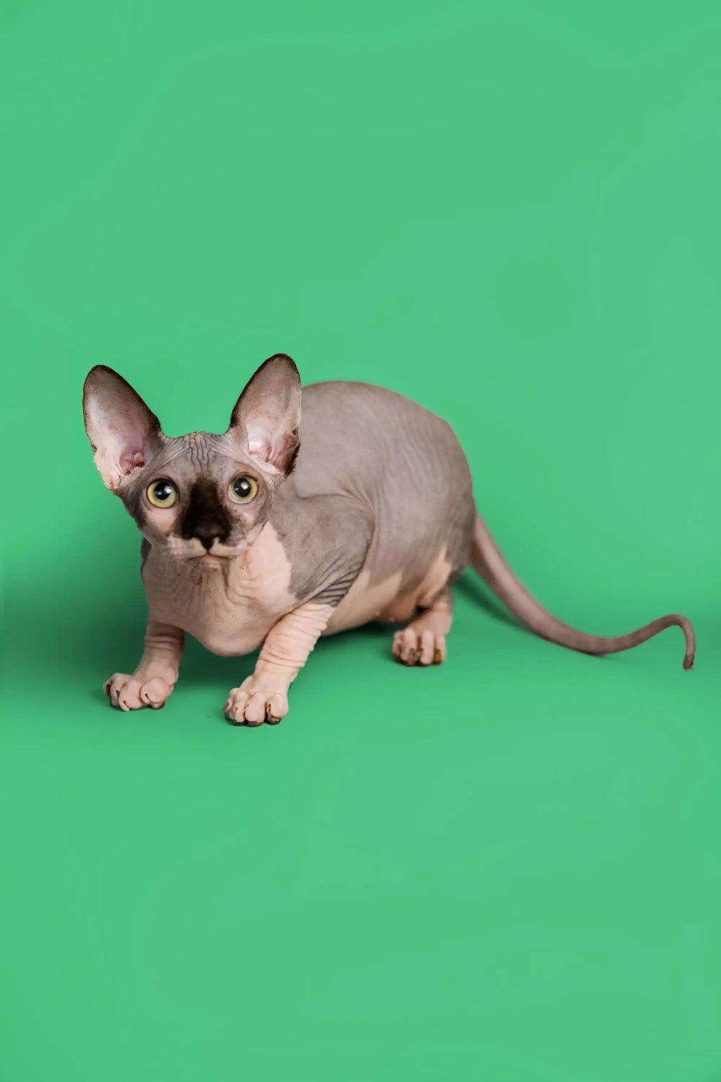 Hairless Sphynx Cats & Kittens for Sale Maisy| Kitten