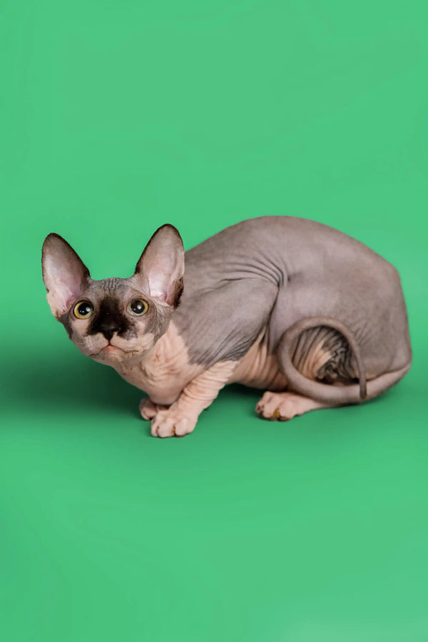 Cute Hairless Sphynx kitten with big ears and wrinkled skin in blue bicolor coat