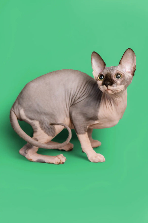 Female Sphynx kitten with large ears, wrinkled skin, and a blue bicolor coat