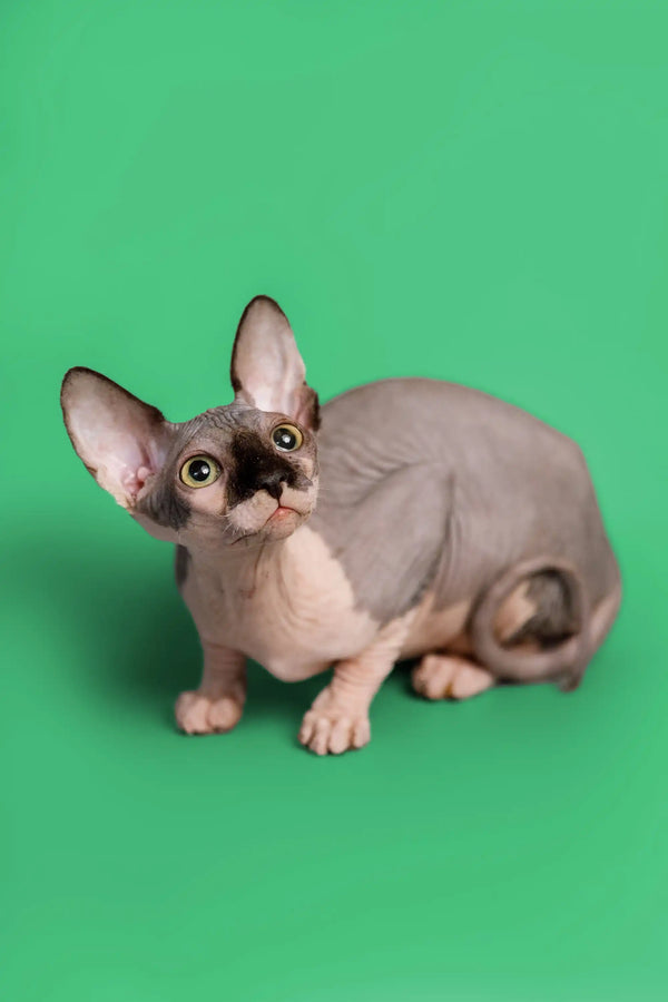 Cute Hairless Sphynx kitten named Maisy with big ears and blue bicolor coat