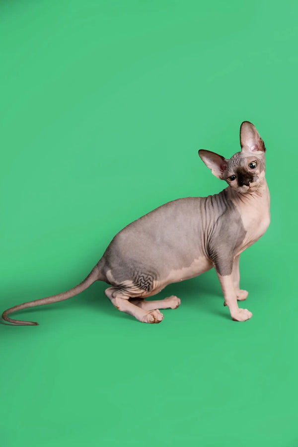 Cute female Sphynx kitten with a blue bicolor coat sitting on a plain background