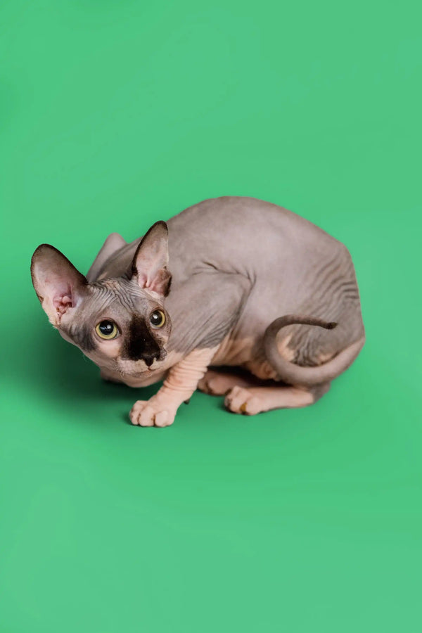 Adorable female Sphynx kitten Maisy with wrinkled skin and large ears in a blue bicolor coat