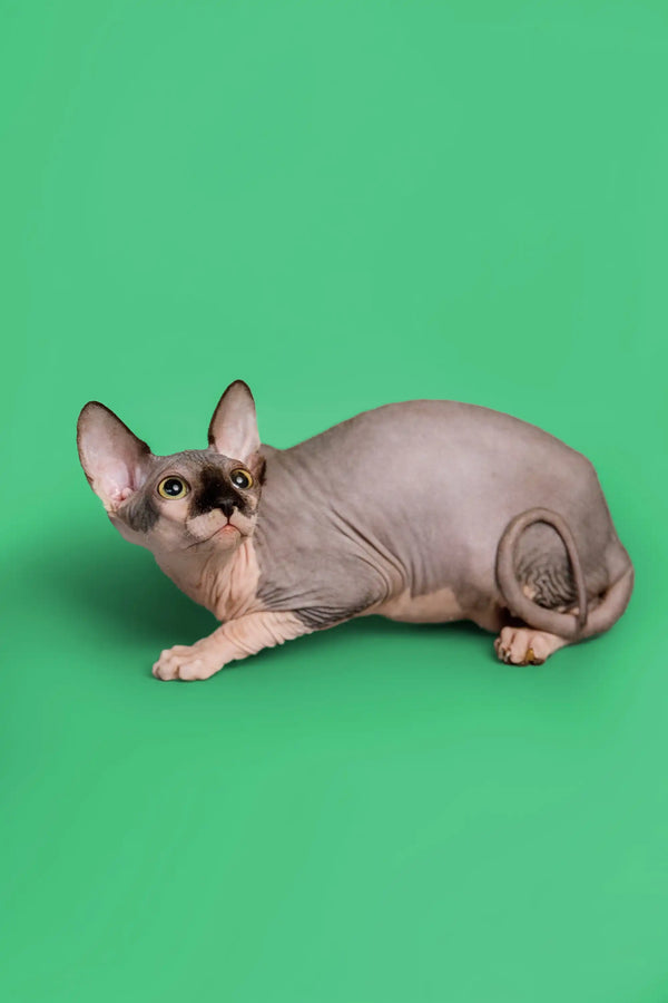 Cute Female Sphynx Kitten Maisy with large ears lying on her side, blue bicolor coat