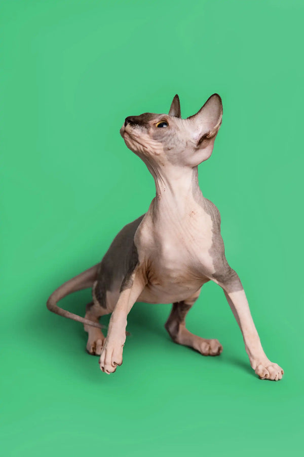 Hairless Sphynx kitten with a blue bicolor coat, head tilted up against a solid backdrop