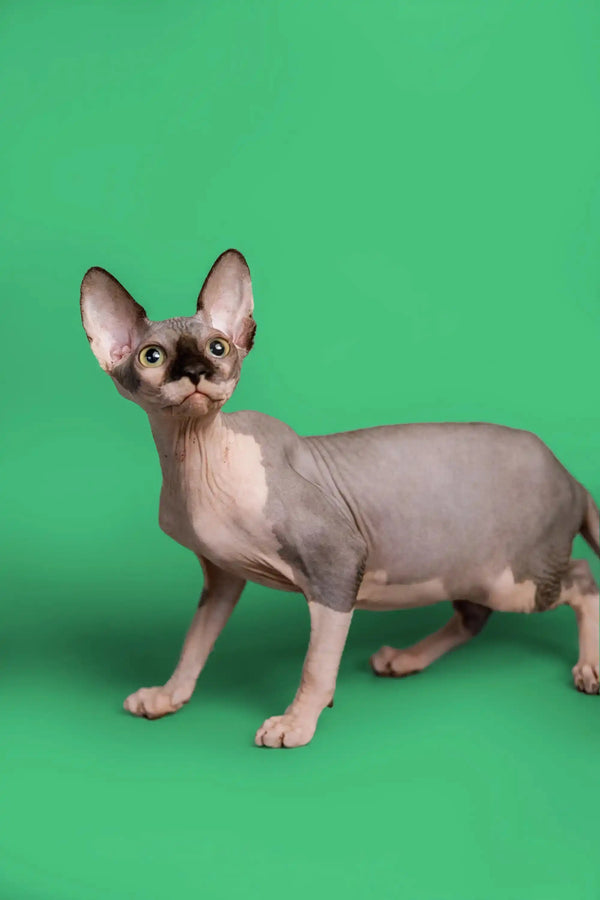 Adorable female Sphynx kitten with large ears and wrinkled skin, ready to snuggle