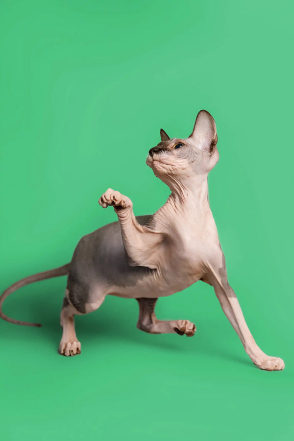 Playful Hairless Sphynx Kitten stretching in a cute pose, showcasing her blue bicolor coat