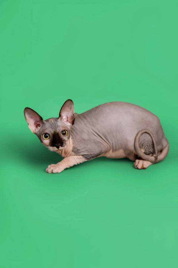 Hairless Sphynx kitten Maisy with alert look and blue bicolor coat lying down