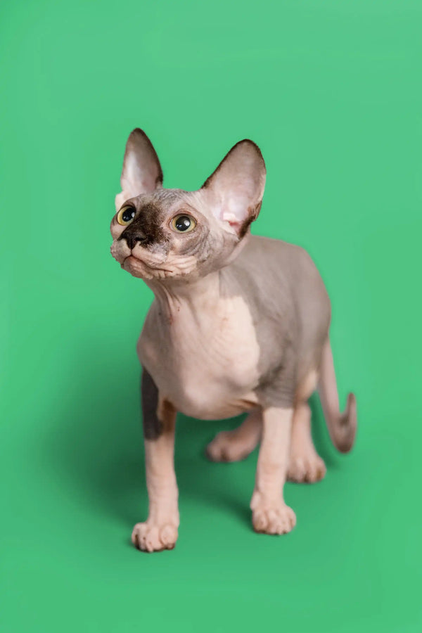 Hairless Sphynx kitten with large ears on solid backdrop, Maisy in blue bicolor coat
