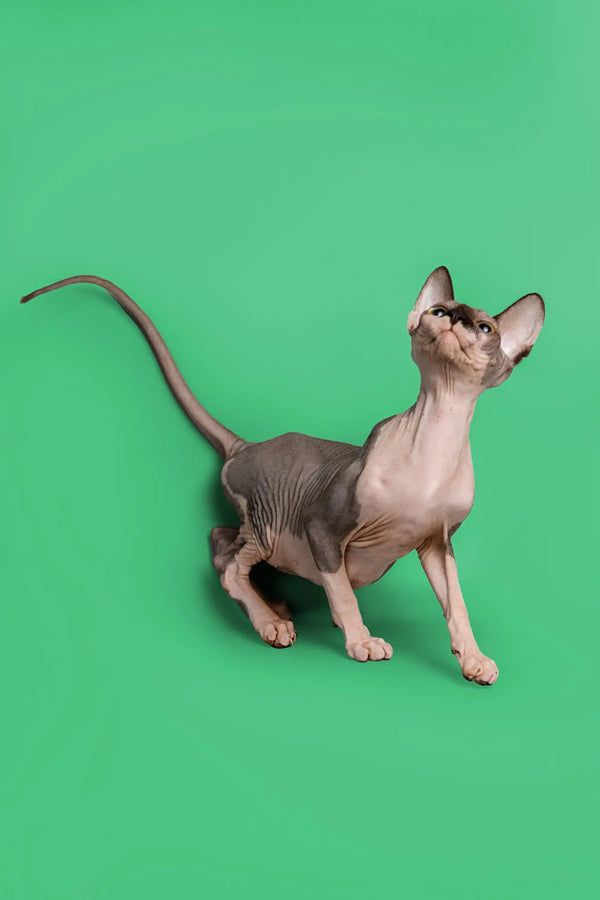 Curious female Sphynx kitten with wrinkled skin and big ears in a playful pose