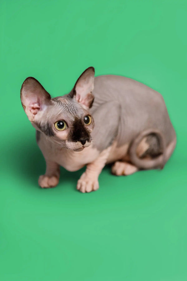 Cute Hairless Sphynx Kitten with big ears and wrinkled skin, perfect female Sphynx