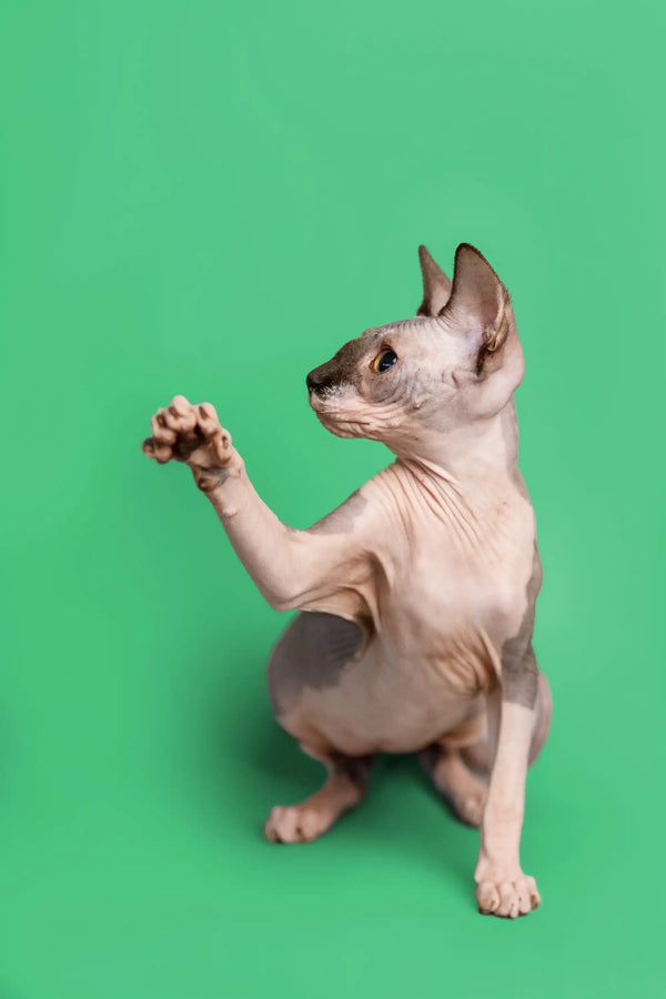 Hairless Sphynx kitten Maisy with blue bicolor coat sitting upright and playful