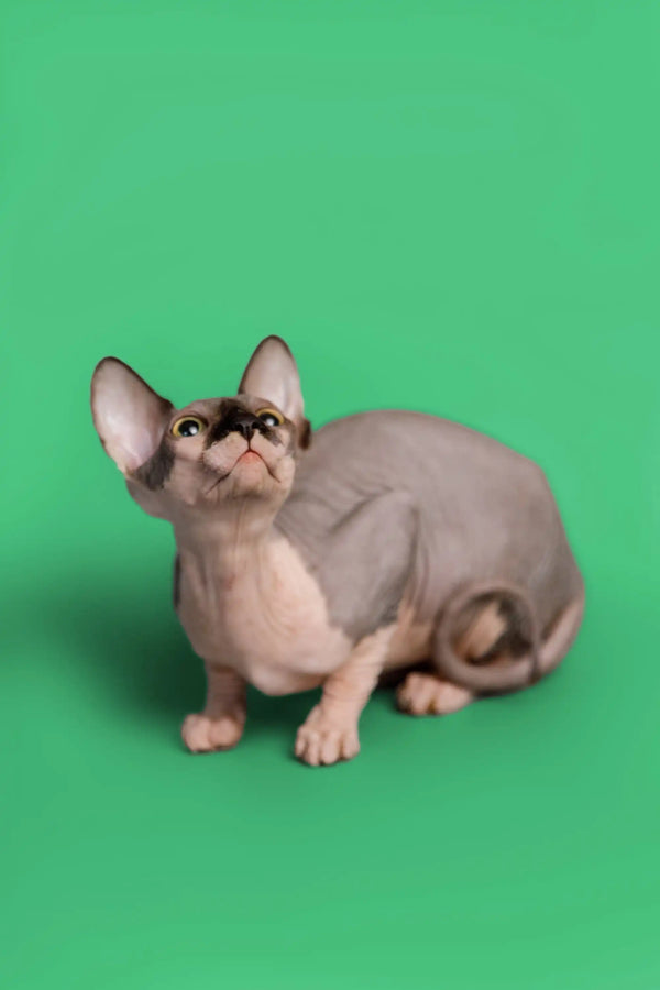 Adorable female Sphynx kitten with wrinkled skin and large ears, perfect for your home