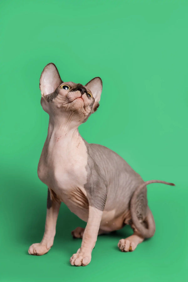 Hairless Sphynx kitten with alert expression, showcasing her blue bicolor coat