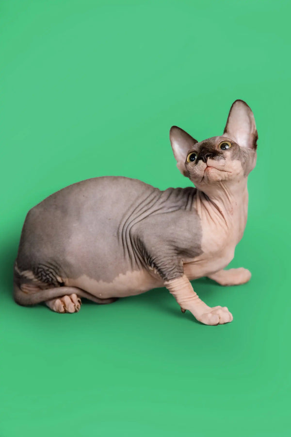 Adorable female Sphynx kitten on a vibrant green background for Maisy Sphynx Kitten