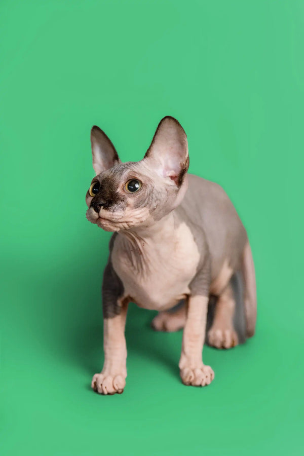 Hairless Sphynx kitten Maisy with big ears and blue bicolor coat standing alert