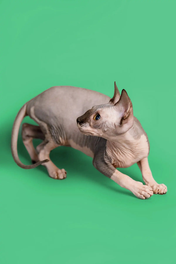 Crouching female Sphynx kitten with wrinkled skin from the Maisy collection