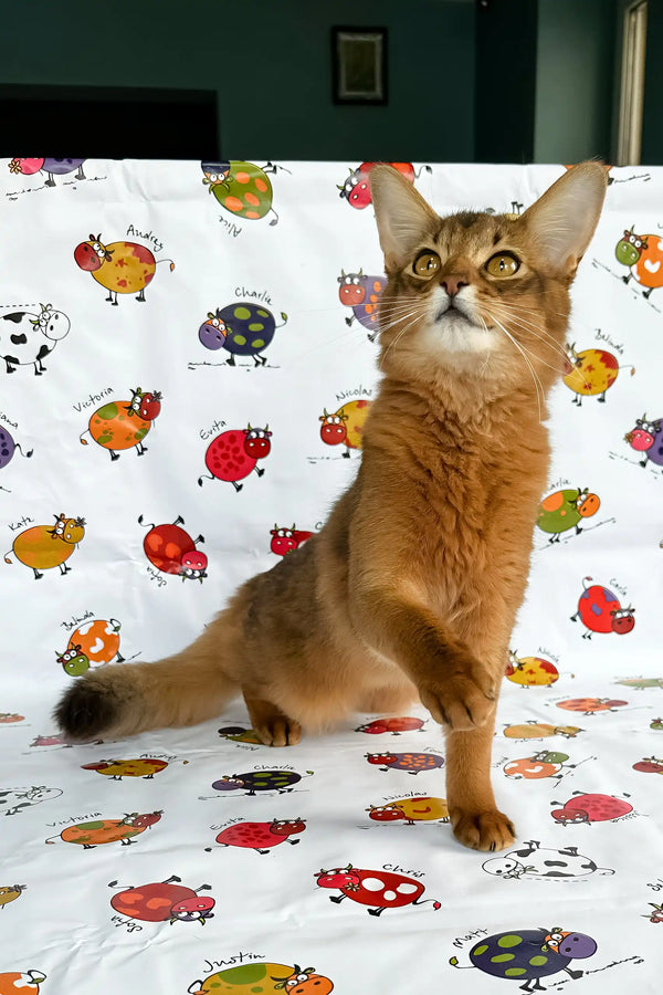 Alert golden-brown Somali kitten named Maja ready for playtime and cuddles