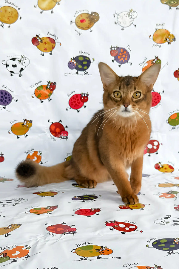 Cute Somali cat with golden-brown fur featured in Maja | Somali Kitten product