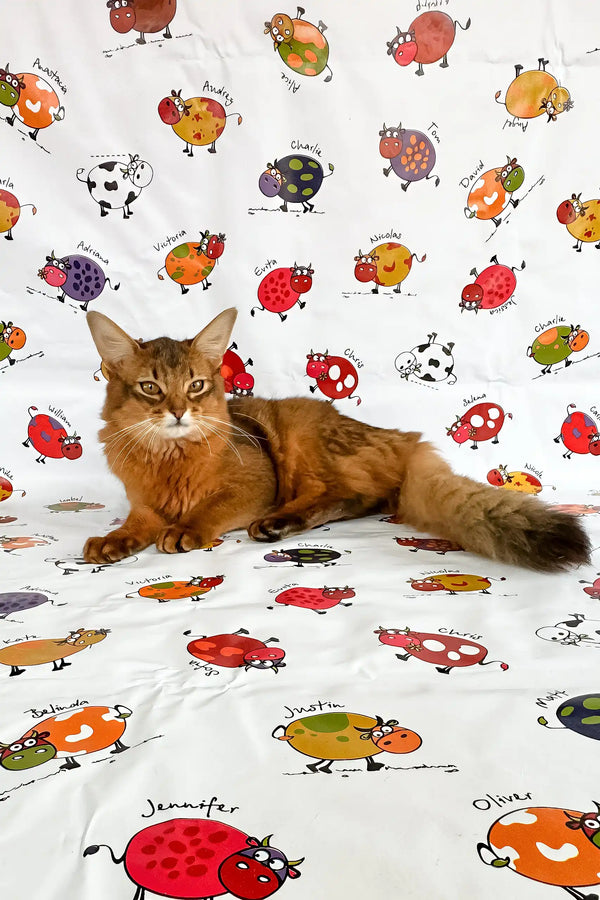 Maja | Somali Kitten showcasing a playful reddish-brown fur Somali cat