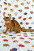 Reddish-brown Somali cat from Maja | Somali Kitten product collection