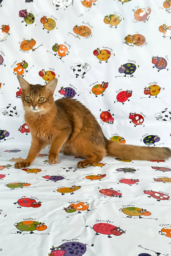 Reddish-brown Somali cat from Maja | Somali Kitten product collection