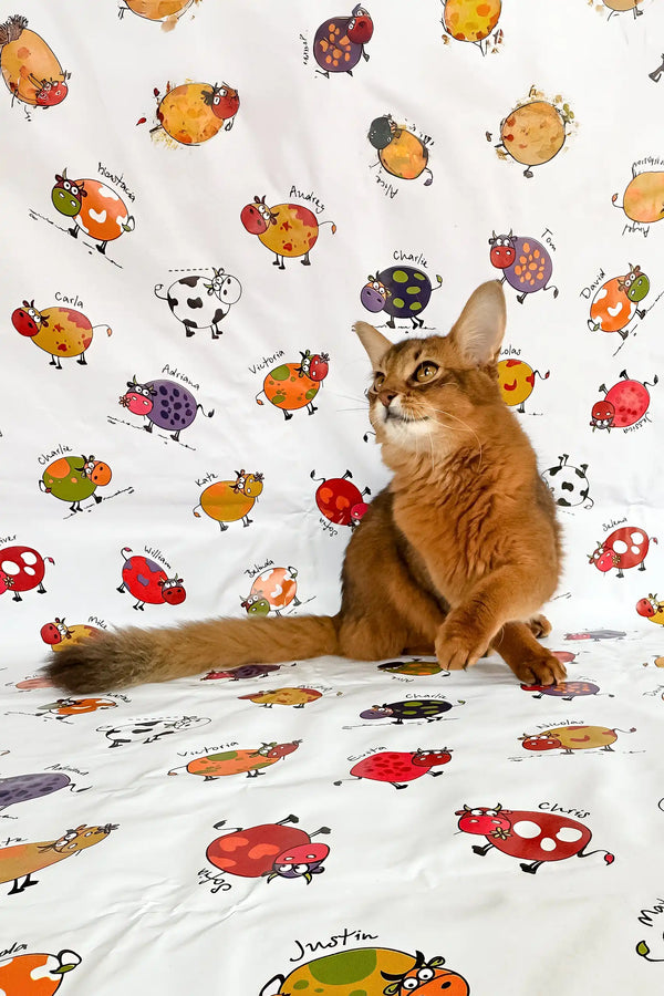 Reddish-brown Somali cat named Maja, perfect for kitten lovers