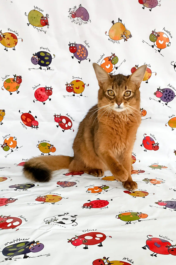 Reddish-brown Somali kitten named Maja with a fluffy tail lounging around