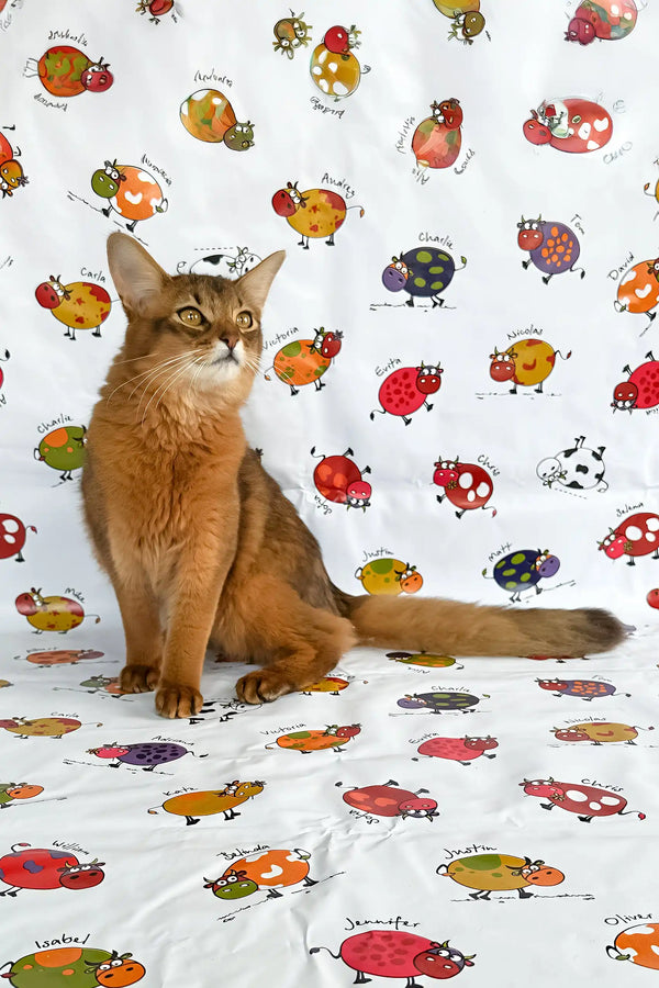 Reddish-brown Somali Kitten named Maja with striking golden eyes