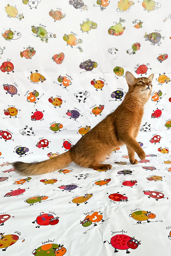 Reddish-brown Somali kitten named Maja sitting upright looking adorable
