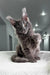 Fluffy grey Maine Coon kitten sitting elegantly on soft white fabric for Majestic product