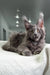 Gray Maine Coon cat chilling on a cozy white blanket for Majestic Maine Coon Kitten