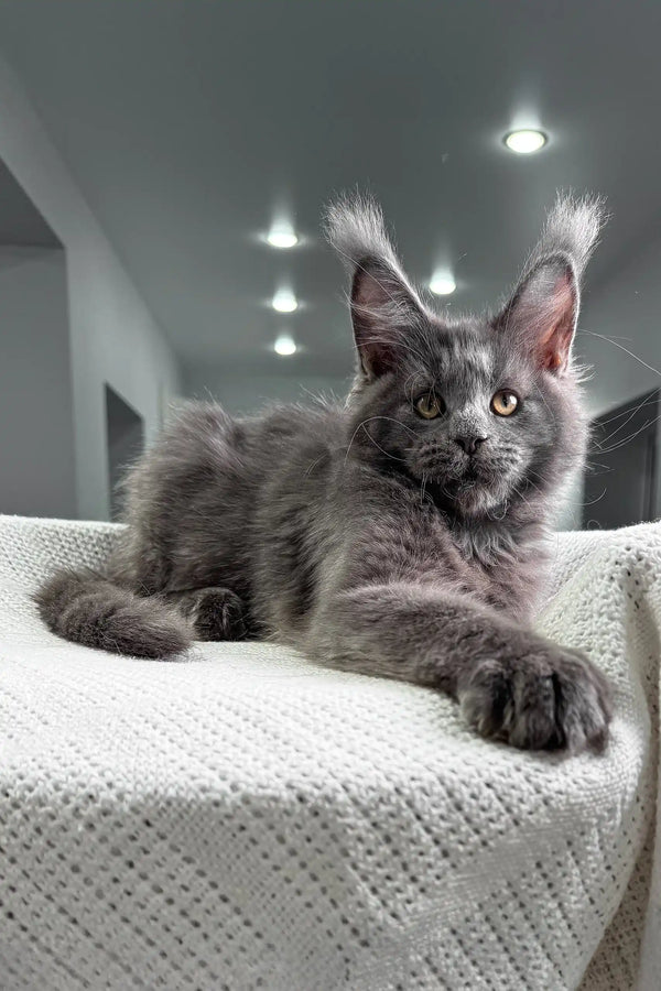 Gray Maine Coon cat chilling on a cozy white knitted blanket in Majestic collection