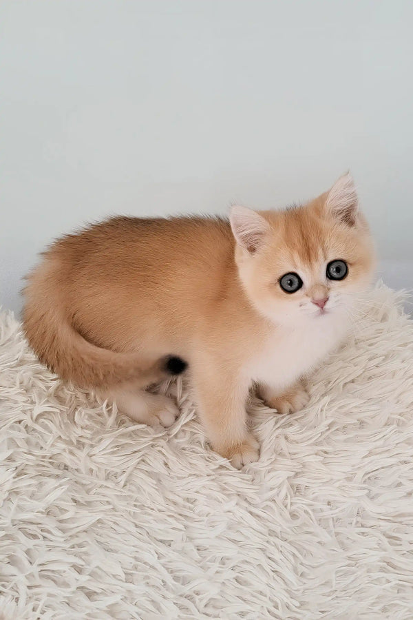 Adorable Golden Kitten with big eyes from Makarena | British Shorthair Kitten