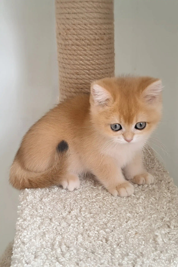 Cute golden British Shorthair kitten Makarena with striking blue eyes