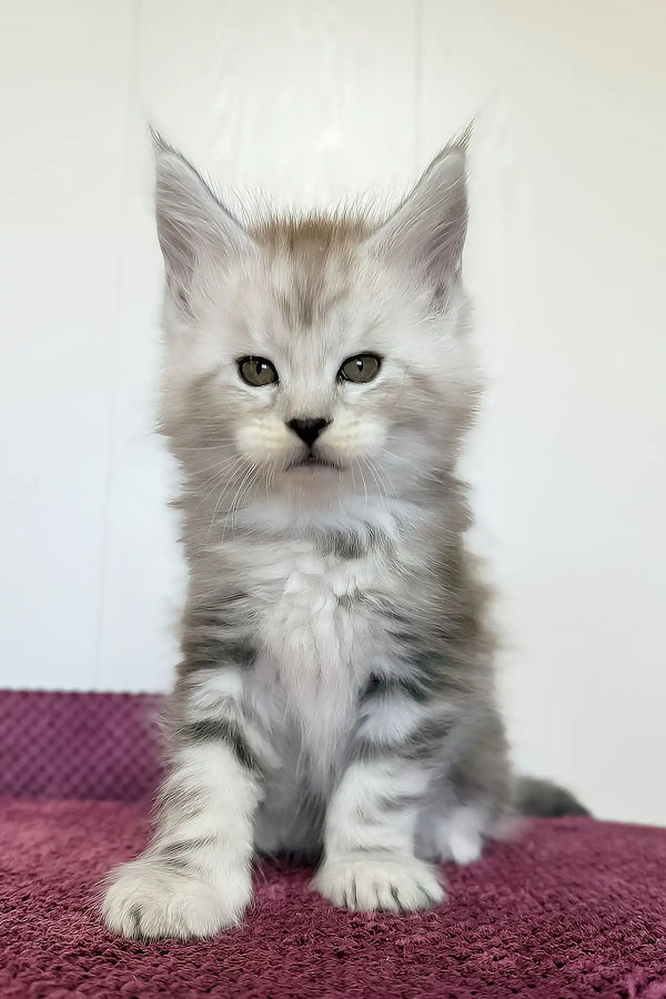 Maks | maine coon kitten