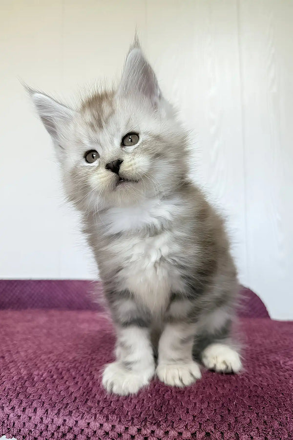 Maks | maine coon kitten