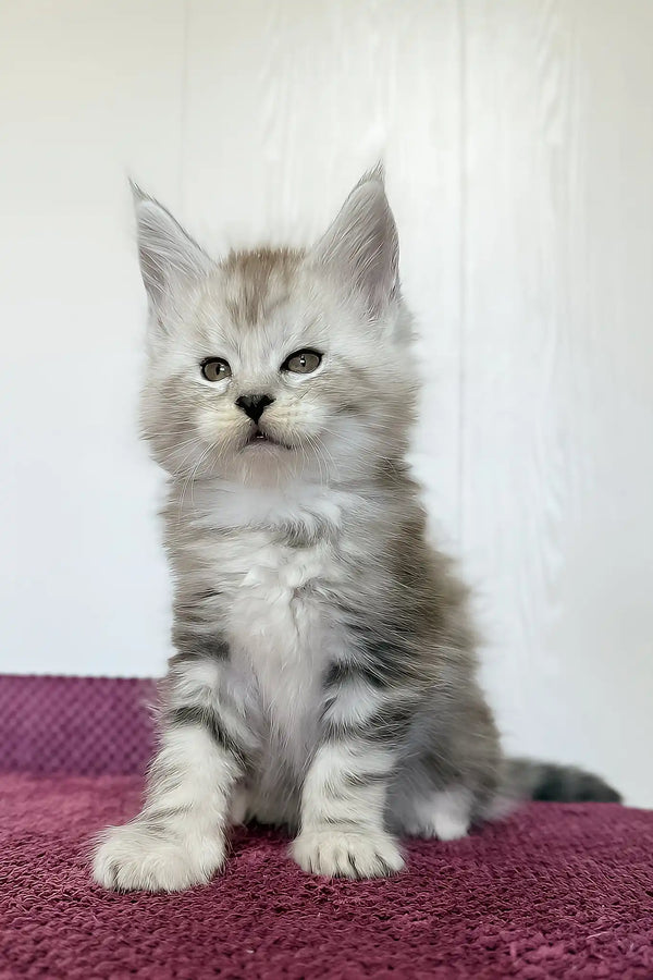 Maks | maine coon kitten