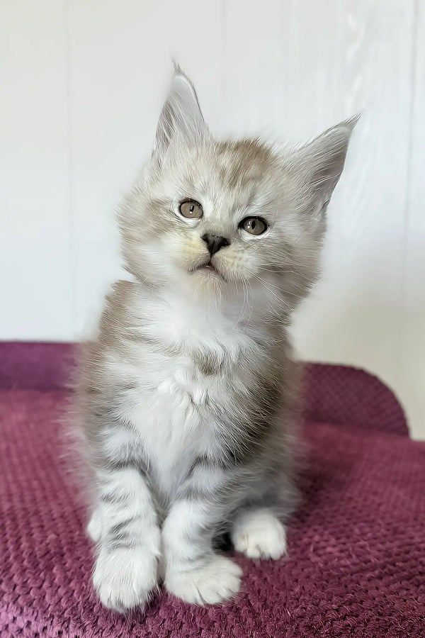 Maks | maine coon kitten